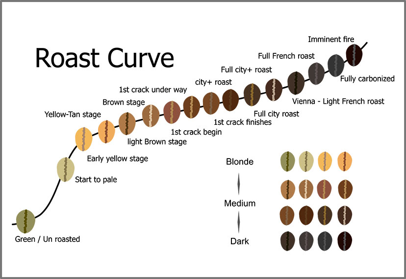 Relação entre a curva e os estágios da torra do café